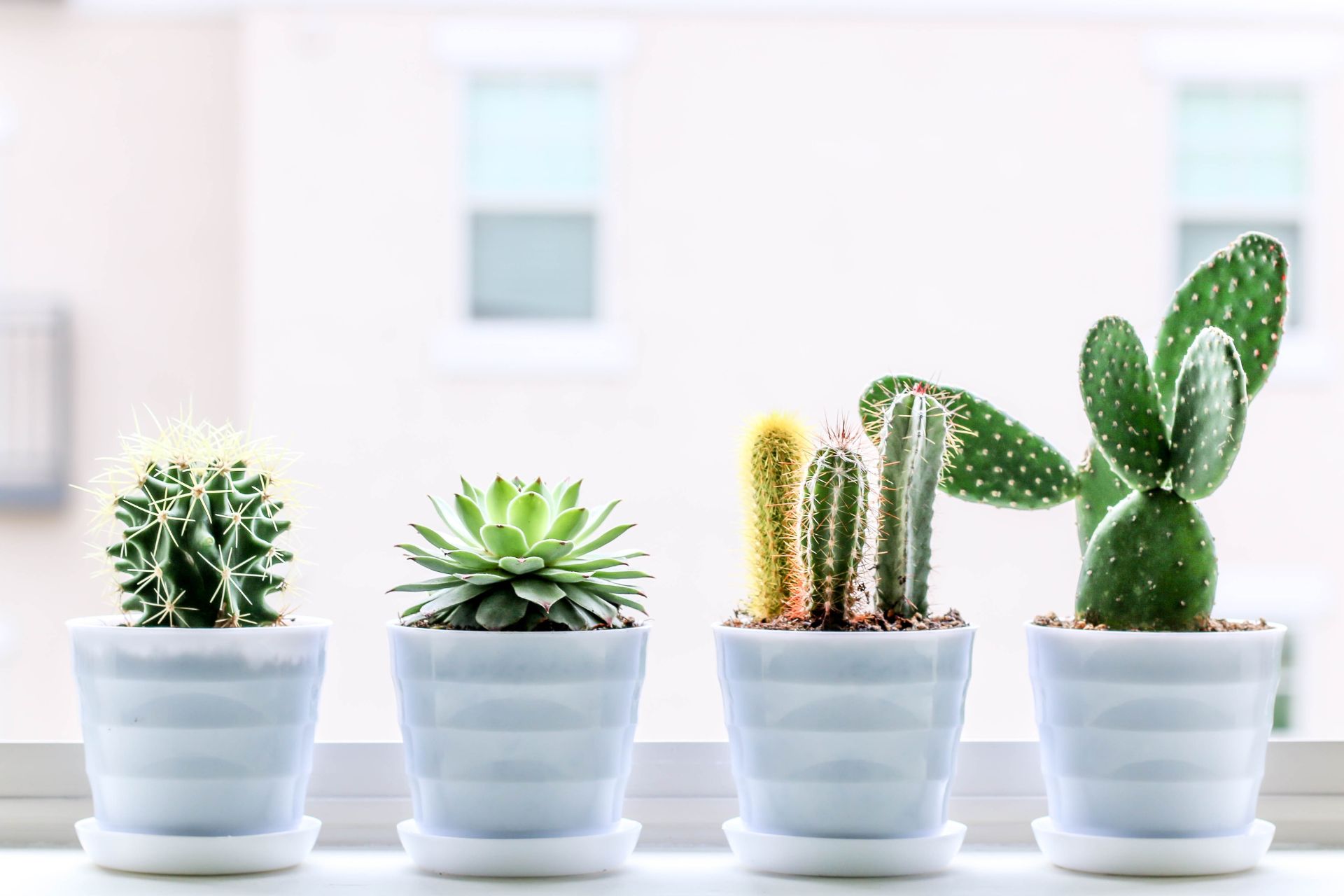 personal development podcasts contact picture of plants