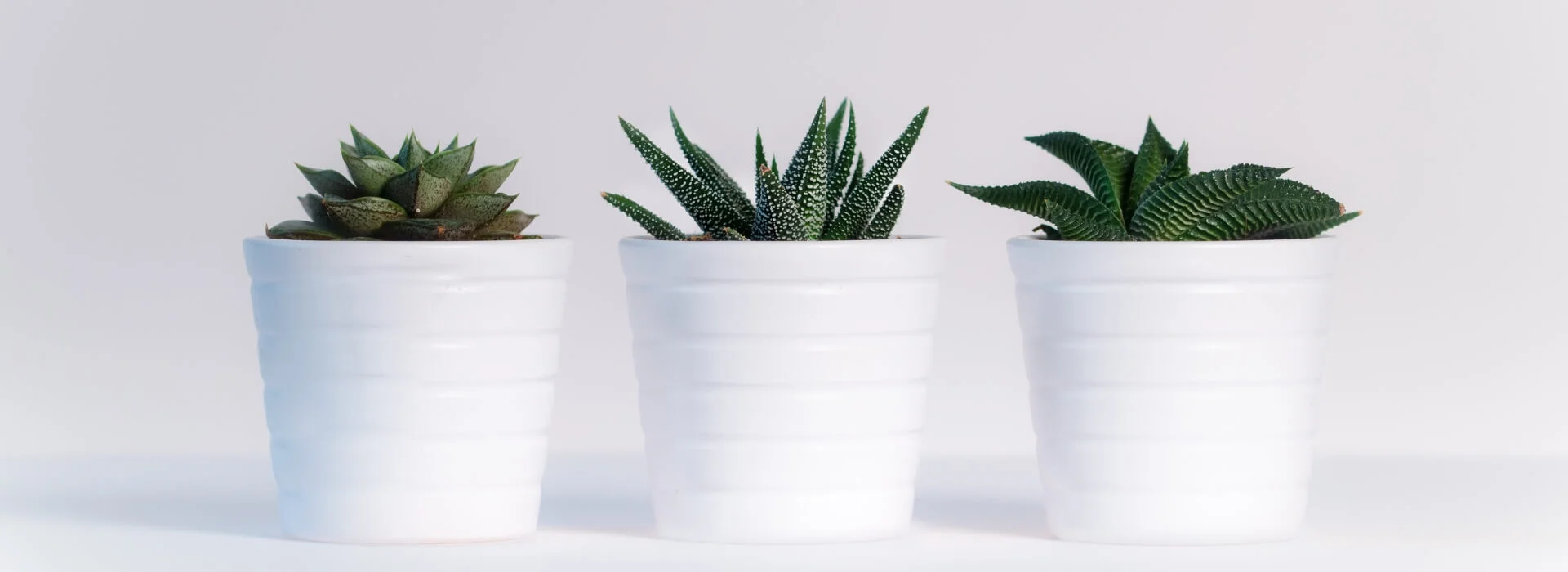 Three succulents in white pots, sustainable growth for founders and startup teams