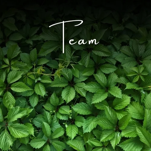 Lush green foliage, startup team wellbeing and psychological safety
