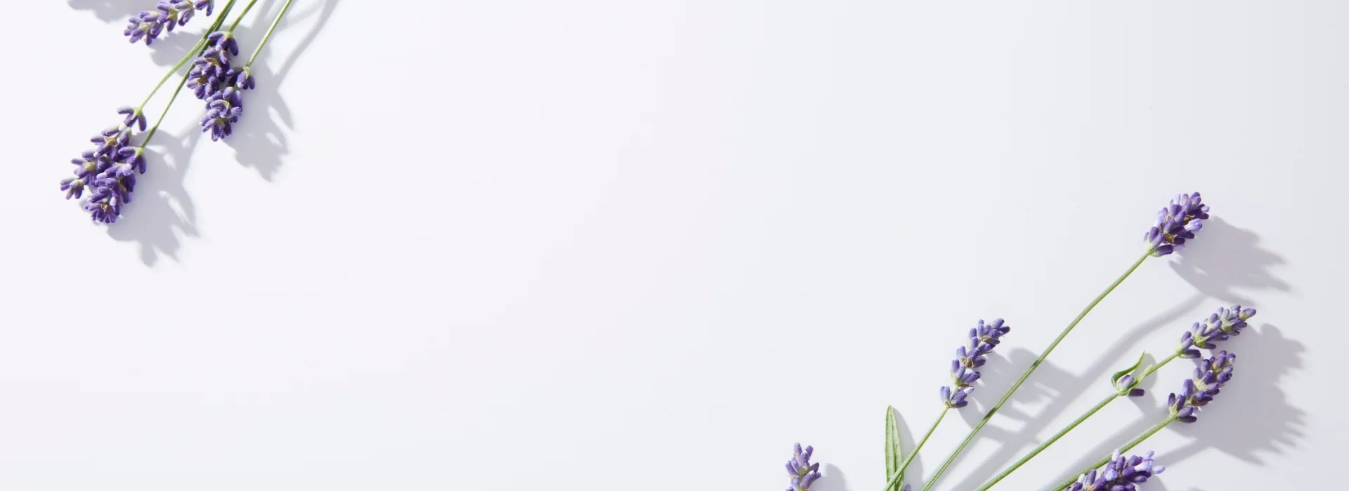 white background with lavender flowers coming into view on two corners