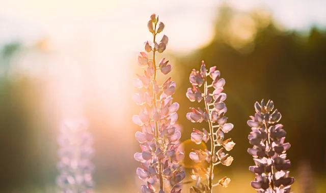field of purple flowers with light filtered behind it for mobile