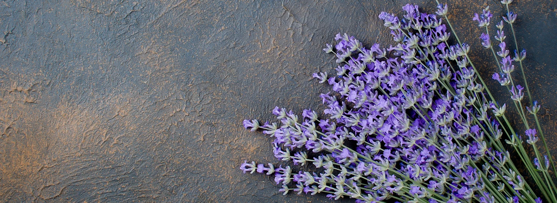 lavender flowers on a dark textured background