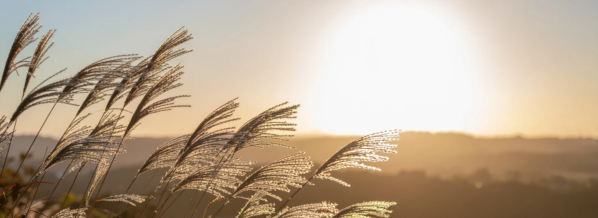 image of wheat grass blowing in wind with sunlight behind it in the distance
