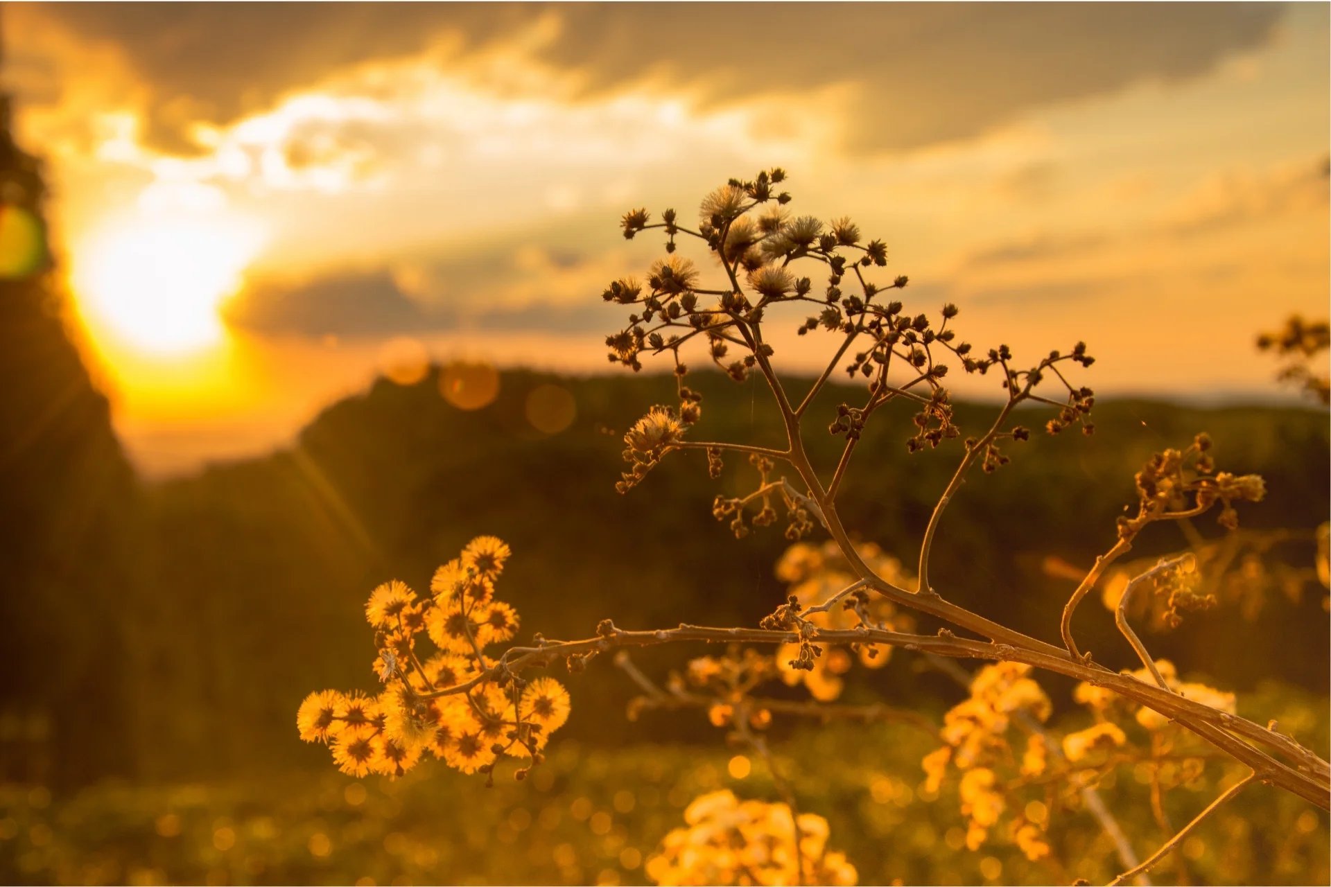 image of hills and plants with a orange tint and sunlight in the background representing nervous regulation mobile version